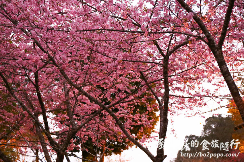 高雄。桃源》寶山二集團櫻花公園。紅粉櫻花滿開(2022.01.16約80%)