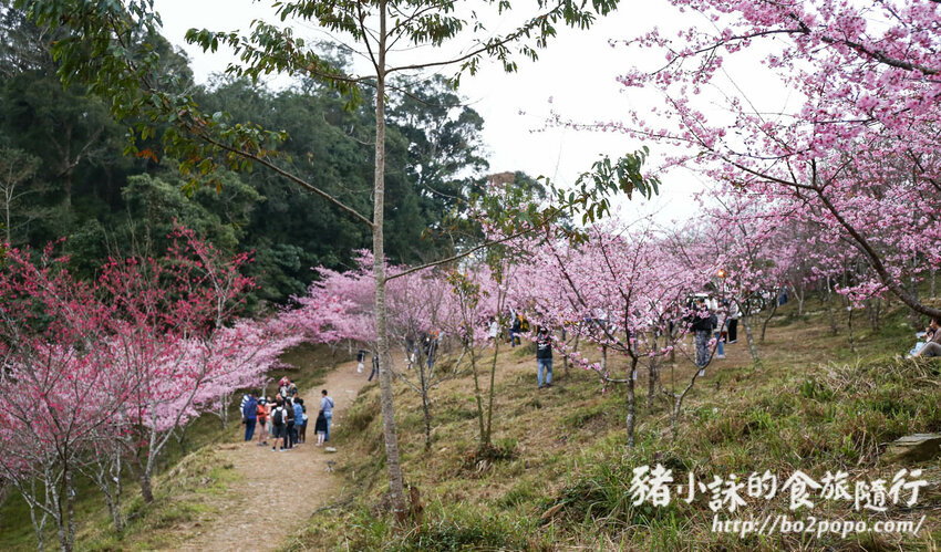 高雄。桃源》寶山二集團櫻花公園。紅粉櫻花滿開(2022.01.16約80%)
