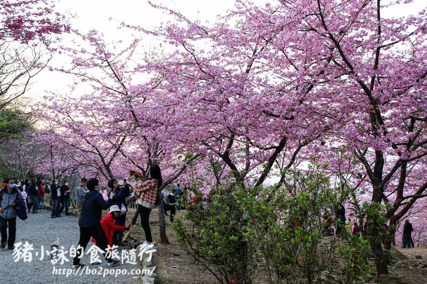 高雄。桃源》寶山二集團櫻花公園。紅粉櫻花滿開(2022.01.16約80%)