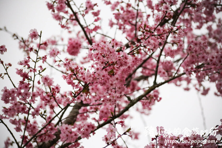 高雄。桃源》寶山二集團櫻花公園。紅粉櫻花滿開(2022.01.16約80%)