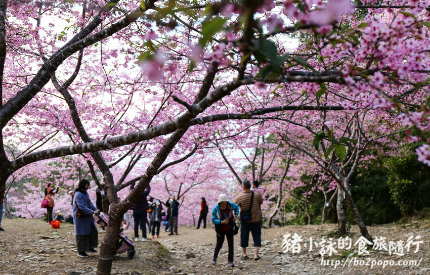 高雄。桃源》寶山二集團櫻花公園。紅粉櫻花滿開(2022.01.16約80%)