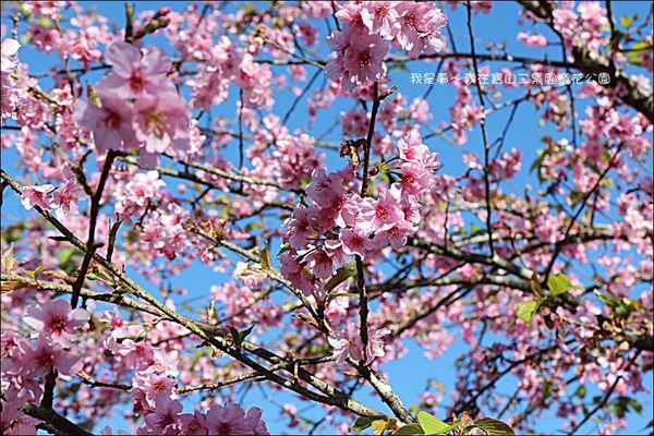 六龜寶山二集團櫻花公園03.jpg