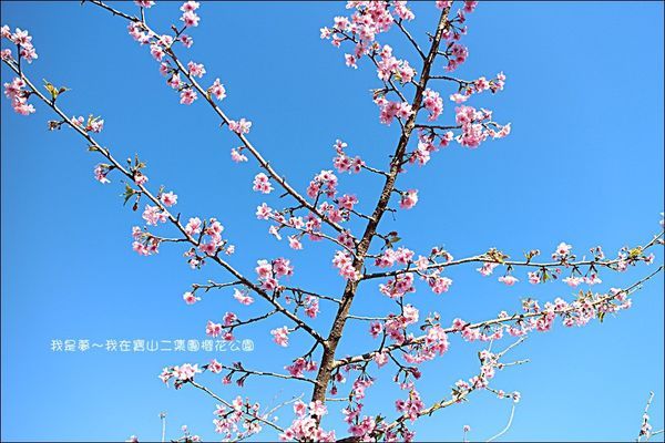 六龜寶山二集團櫻花公園10.jpg
