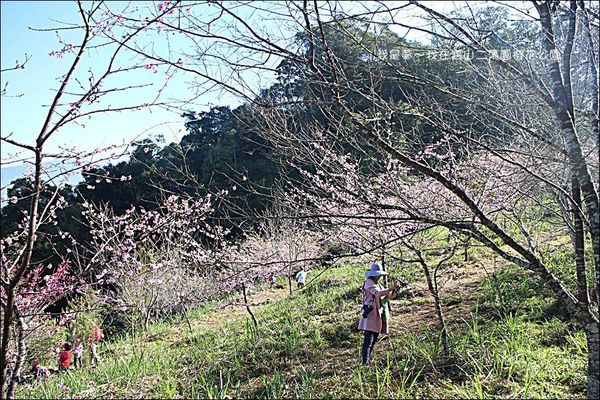 六龜寶山二集團櫻花公園15.jpg