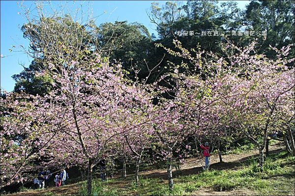 六龜寶山二集團櫻花公園17.jpg