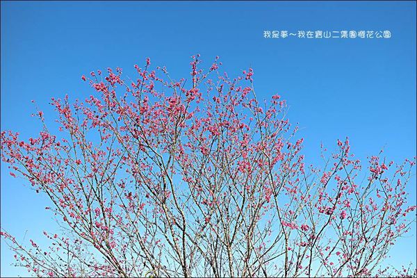 六龜寶山二集團櫻花公園13.jpg