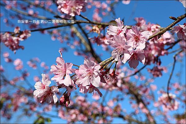 六龜寶山二集團櫻花公園05.jpg