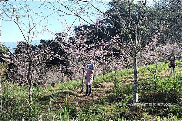 六龜寶山二集團櫻花公園16.jpg