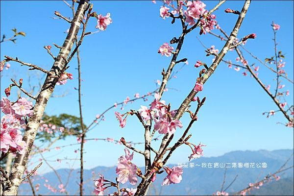 六龜寶山二集團櫻花公園09.jpg