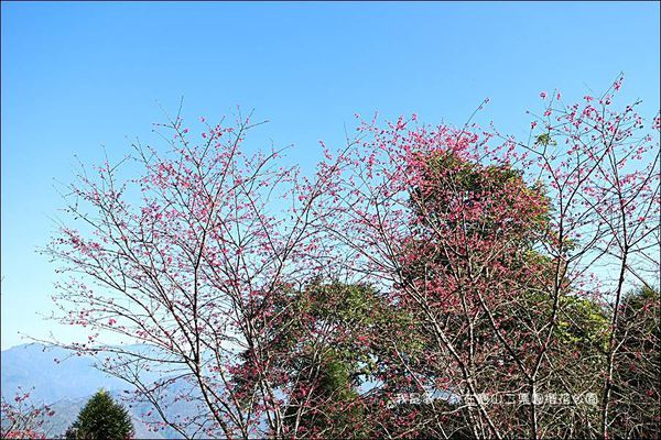 六龜寶山二集團櫻花公園11.jpg