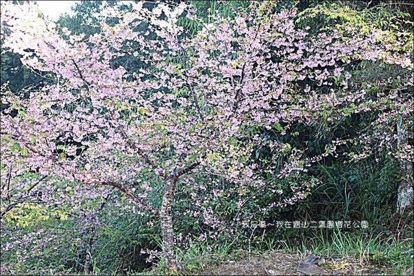 六龜寶山二集團櫻花公園08.jpg