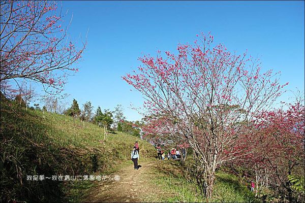 六龜寶山二集團櫻花公園12.jpg