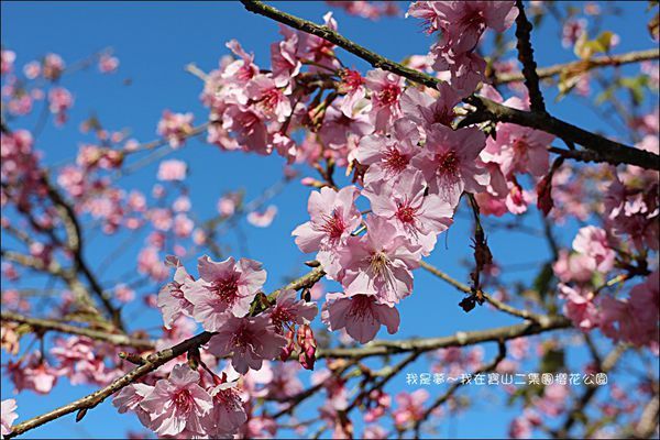 六龜寶山二集團櫻花公園04.jpg