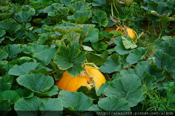 DSC02650.JPG DSC02650.JPG