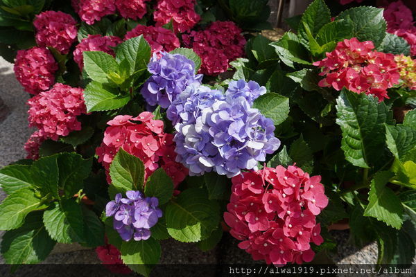 DSC02557.JPG DSC02557.JPG