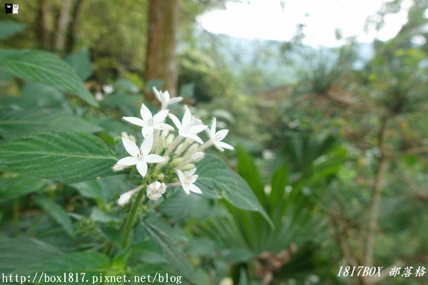 【雲林。古坑】夏卡爾咖啡。咖啡。火鍋。簡餐。華山小天梯附近咖啡館