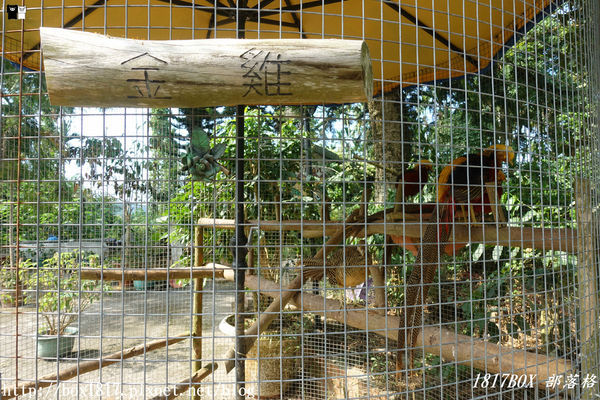 【雲林。古坑】夏卡爾咖啡。咖啡。火鍋。簡餐。華山小天梯附近咖啡館