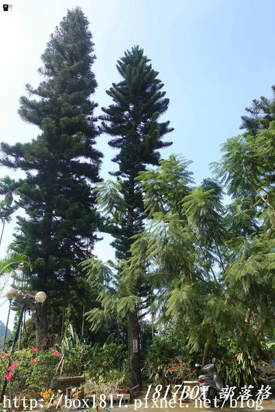 【雲林。古坑】夏卡爾咖啡。咖啡。火鍋。簡餐。華山小天梯附近咖啡館