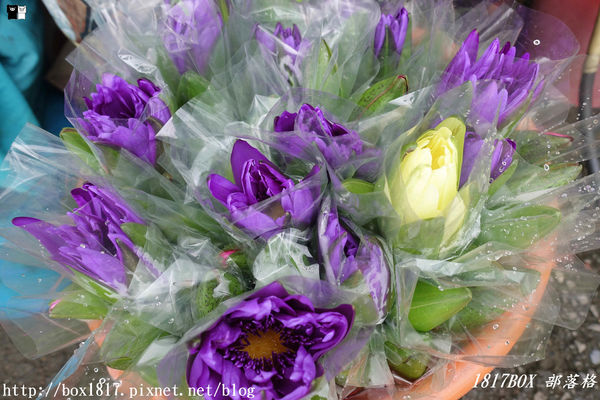 【雲林。古坑】夏卡爾咖啡。咖啡。火鍋。簡餐。華山小天梯附近咖啡館