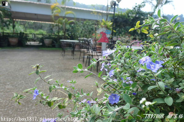 【雲林。古坑】夏卡爾咖啡。咖啡。火鍋。簡餐。華山小天梯附近咖啡館