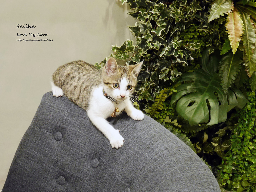 台北松山區好吃網美風必拍植物系好拍餐廳推薦To Be Smoothie (6)