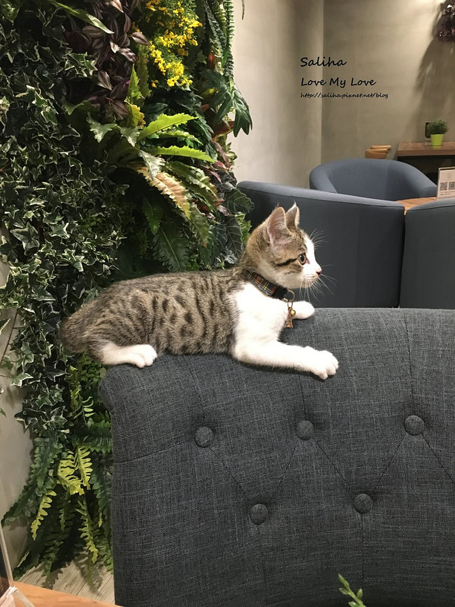 台北松山區有貓咪下午茶輕食早餐沙拉素食餐廳