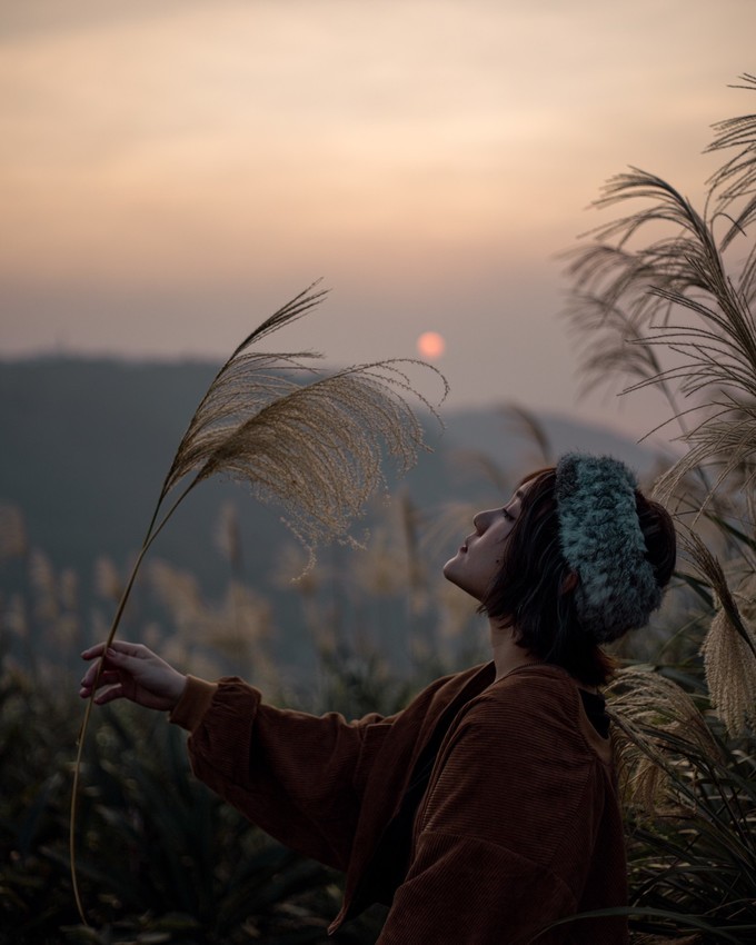  芒草季|新北樹林三角埔頂山交通、花期、拍照攻略|滿山遍野銀白芒草花海