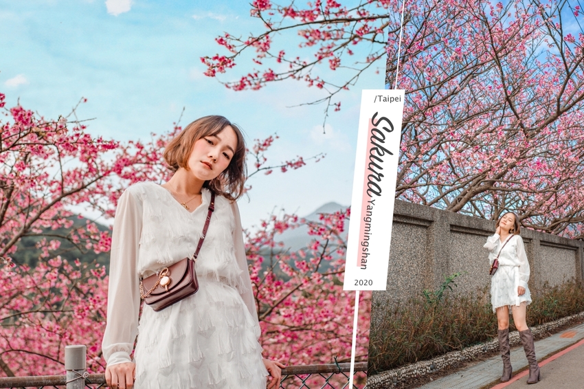 平菁街櫻花2020｜台北粉紅櫻花海。陽明山交通IG拍照懶人包