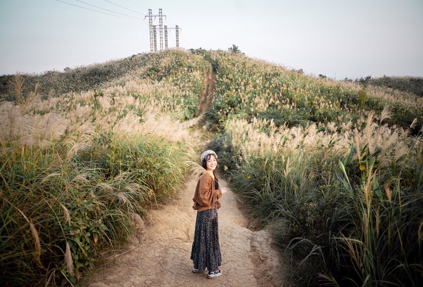  芒草季|新北樹林三角埔頂山交通、花期、拍照攻略|滿山遍野銀白芒草花海