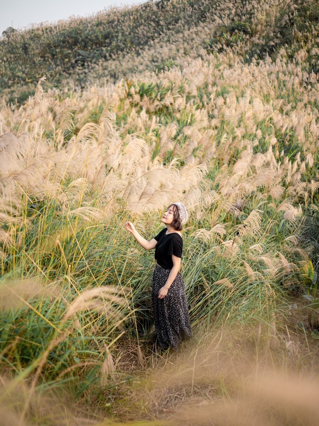  芒草季|新北樹林三角埔頂山交通、花期、拍照攻略|滿山遍野銀白芒草花海