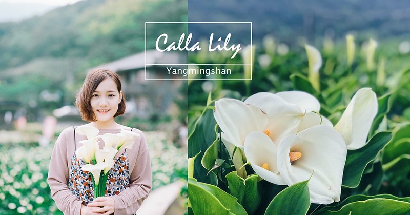 台北一日遊｜2019陽明山竹子湖海芋田｜步道海芋園vs大賞園｜交通花期懶人包