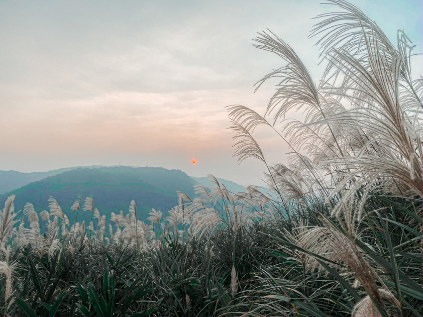  芒草季|新北樹林三角埔頂山交通、花期、拍照攻略|滿山遍野銀白芒草花海