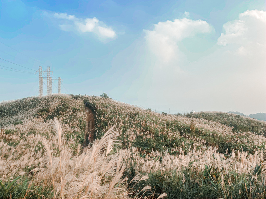  芒草季|新北樹林三角埔頂山交通、花期、拍照攻略|滿山遍野銀白芒草花海
