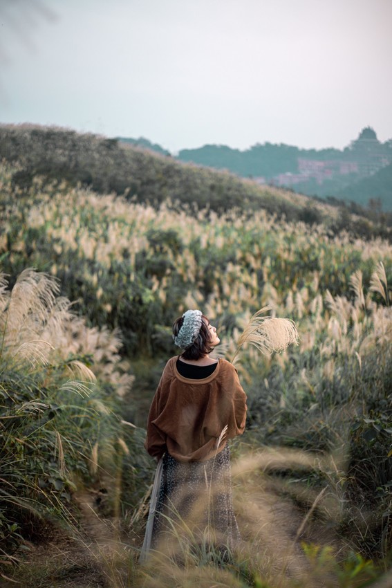  芒草季|新北樹林三角埔頂山交通、花期、拍照攻略|滿山遍野銀白芒草花海
