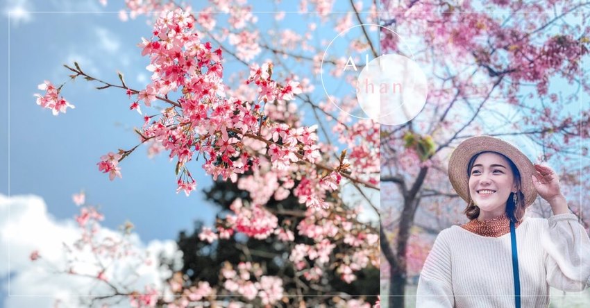 阿里山櫻花季2020｜