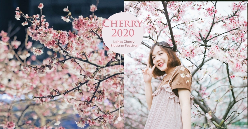 台北賞櫻2020｜內湖樂活公園浪漫賞夜櫻 | 粉嫩櫻花河道