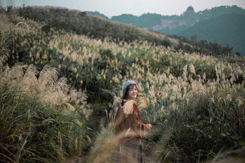  芒草季|新北樹林三角埔頂山交通、花期、拍照攻略|滿山遍野銀白芒草花海