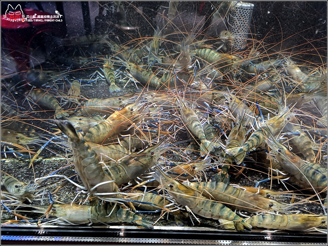 百家班活蝦 - 032.jpg