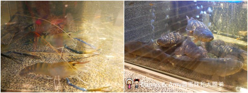 《新竹竹北美食》百家班活蝦-竹北光明店。每日屏東直送活跳跳泰國蝦。菜色推薦菜單分享︱ 影片