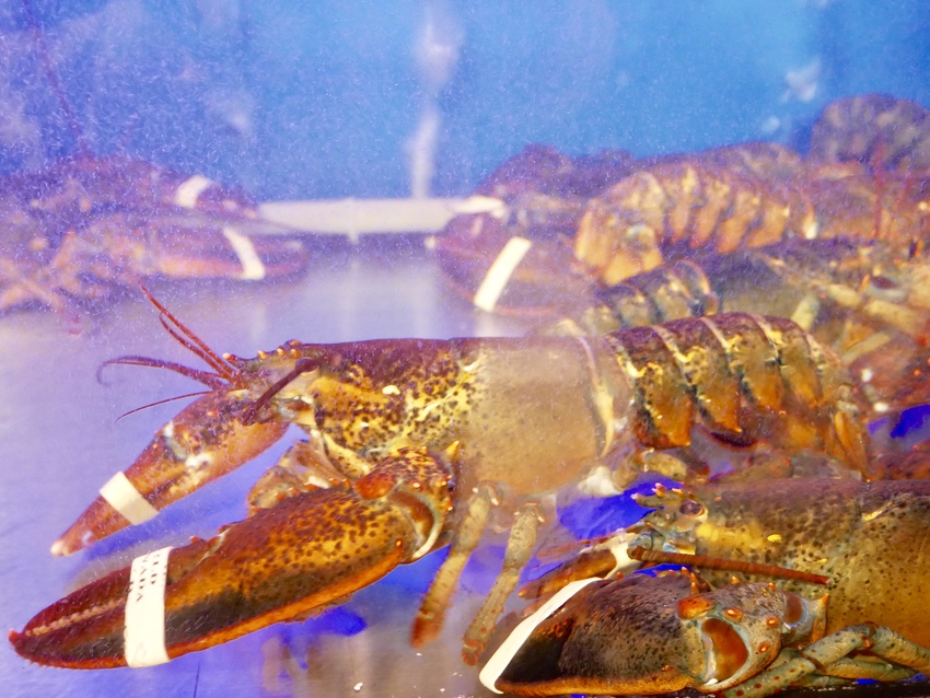 [台北松山]超越水產超市火鍋想吃自己拿肉多多火鍋新品牌 / 活龍蝦588元 / 火鍋蒸籠兩吃法 / 產地直送、平價供應 / 超市火鍋第一品牌