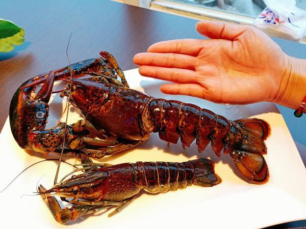 50334241_961229174082675_4115406739262668800_n