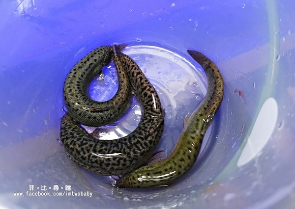 海寶城複合式碳烤(新北五股店)：海寶城複合式碳烤 新北五股店 碳烤/活海鮮/火鍋吃到飽 泰國蝦、泥鰍、活魚、活蟹各式高檔海鮮吃爽爽！