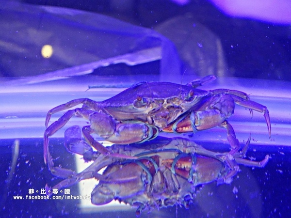 海寶城複合式碳烤(新北五股店)：海寶城複合式碳烤 新北五股店 碳烤/活海鮮/火鍋吃到飽 泰國蝦、泥鰍、活魚、活蟹各式高檔海鮮吃爽爽！