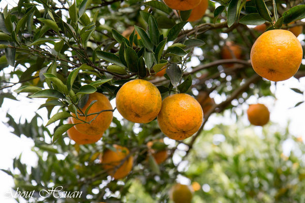 橘子-4.JPG