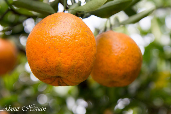 橘子-5.JPG