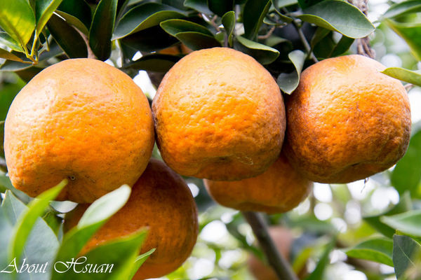 橘子-9.JPG
