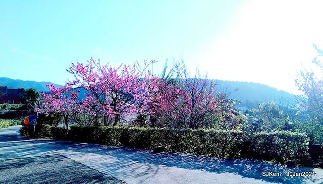 Cherryblossoms at Yang-Ming Mountain, Taipei,Taiwan, SJKen,Jan 30,2021.