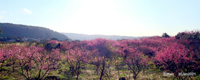 Cherryblossoms at Yang-Ming Mountain, Taipei,Taiwan, SJKen,Jan 30,2021.