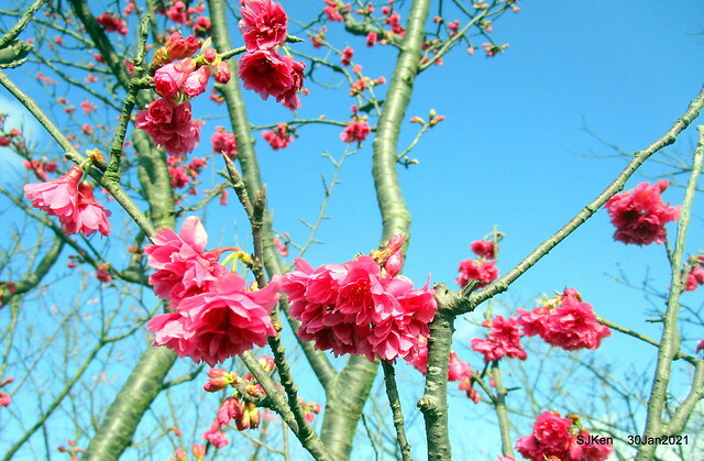 Cherryblossoms at Yang-Ming Mountain, Taipei,Taiwan, SJKen,Jan 30,2021.