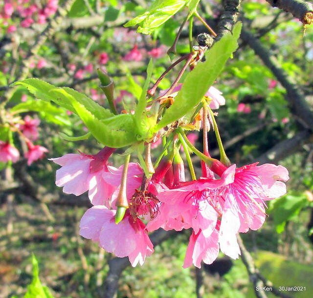 Cherryblossoms at Yang-Ming Mountain, Taipei,Taiwan, SJKen,Jan 30,2021.